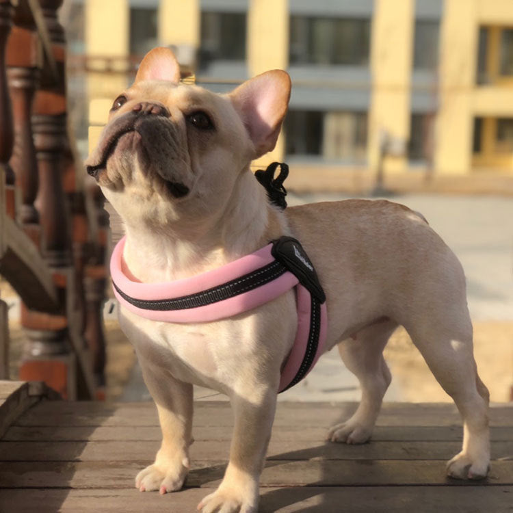 Dog chest strap leash